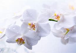 Image result for White Orchid Wallpaper