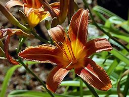 Image result for Hemerocallis Vanessa Arden