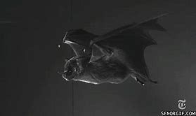 Image result for Fake Bats