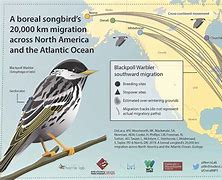 Image result for Migratory Bird Species of New Mexico