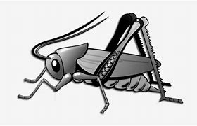 Image result for Cricket Insect Black and White