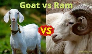 Image result for Ram Pet