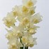 Image result for Narcissus White Marvel
