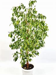 Image result for Ficus