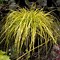 Image result for Carex oshimensis Everlime