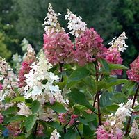 Image result for Hydrangea pan. Pinky Winky