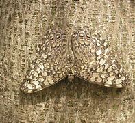 Image result for Camouflage