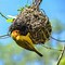 Image result for Bird Nest