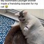 Image result for Catto Meme