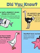 Image result for Did You Know Facts About Animals