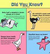 Image result for Did You Know Silly Facts