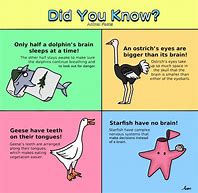Image result for Did You Know Facts Daily