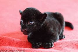 Image result for Black Tiger Cubs