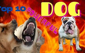 Image result for Dangerous Dogs