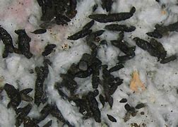 Image result for Horseshoe Bat Poop