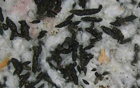 Image result for Bat Poop in a Cave