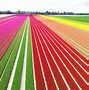 Image result for Tulip Fields in the Netherlands