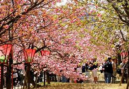 Image result for Osaka Cherry Blossom