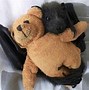 Image result for Upside Down Bat Cute