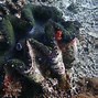Image result for Giant Clam Open