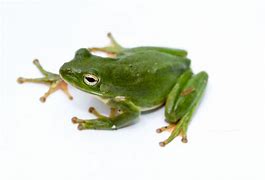 Image result for Frog Wit White Background