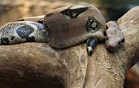 Image result for Biggest Snakes in the World Bite