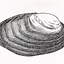Image result for Ribbed Mussel