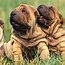 Image result for Chinese Shar Pei Black