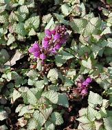 Image result for Lamium maculatum Sterling Silver
