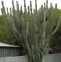 Image result for Cereus Cactus Types
