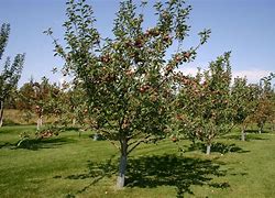 Image result for Winesap Apple Orchards