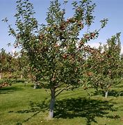 Image result for Dwarf Macintosh Apple Trees