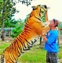 Image result for World's Biggest Tiger