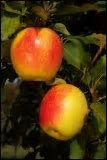 Image result for Heirloom Apple Varieties