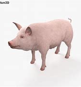 Image result for 3D Pig OBJ