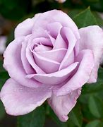 Image result for Rosa Blue Moon (R)