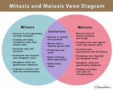 Image result for Mitosis Vs. Meiosis Background