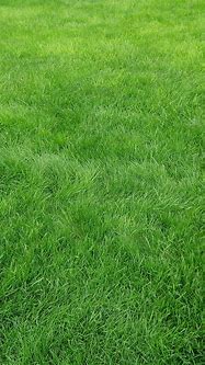 Image result for Grass iPhone Wallpaper
