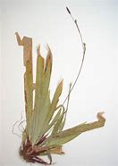 Image result for Carex plantaginea
