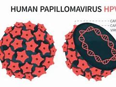 Image result for Human Papillomavirus 16 and 18