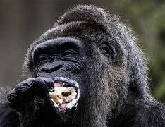 Image result for Largest Gorilla Ever