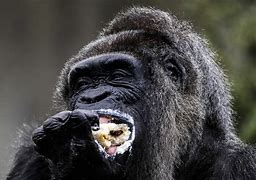 Image result for Who Is the Oldest Gorilla in the Wild