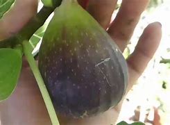 Image result for Largest Fig Fruit