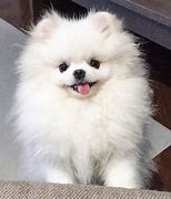 Image result for Pomeranian Puppy
