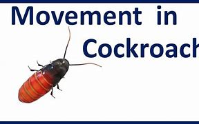 Image result for Cockroach Movement