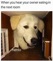 Image result for Hooman Meme