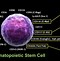 Image result for Hematopoietic Stem Cells