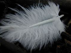Image result for Feather Pic