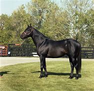 Image result for Seattle Slew Movie