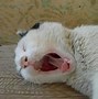 Image result for Smiley Cat Meme